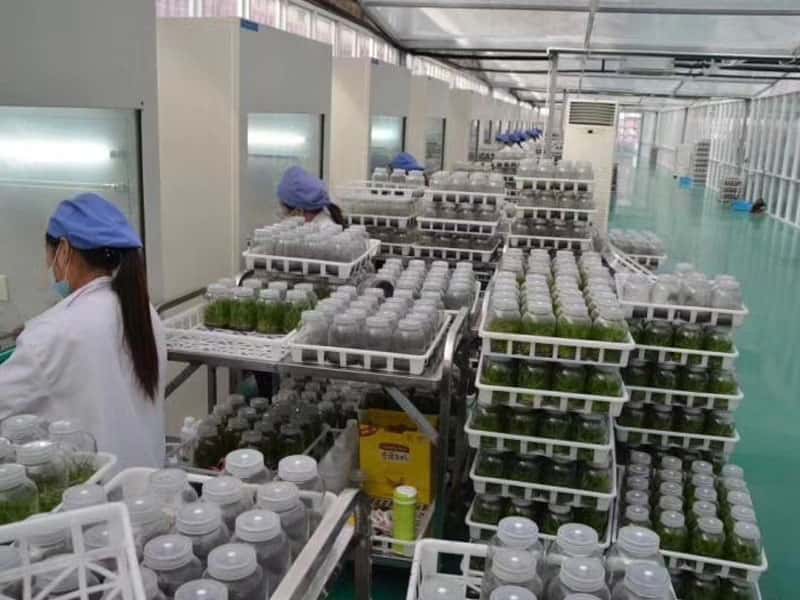 丝瓜视频在线播放設備
