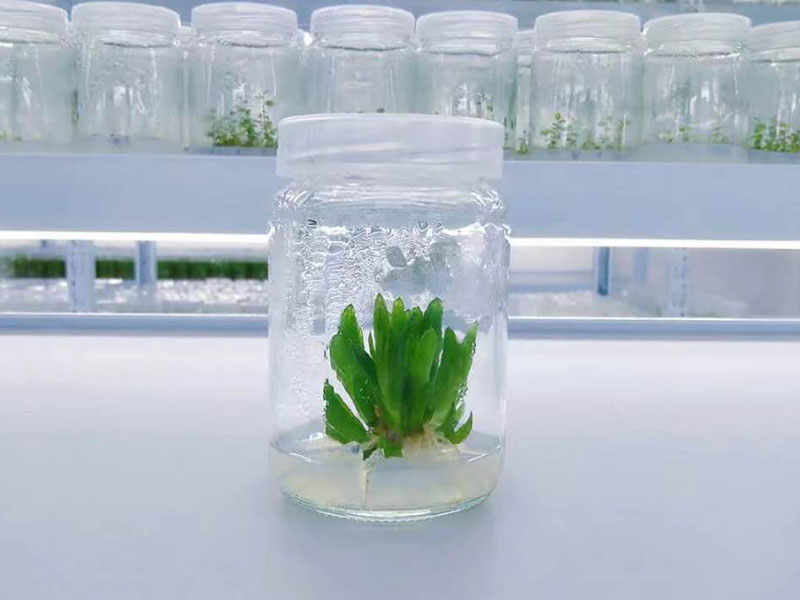 丝瓜视频在线播放瓶