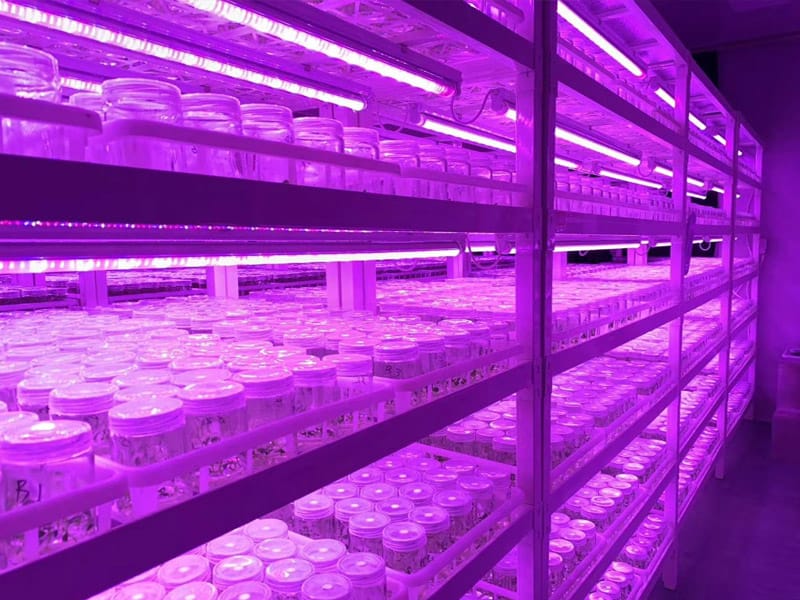 丝瓜视频在线播放  插扣式丝瓜视频在线播放架