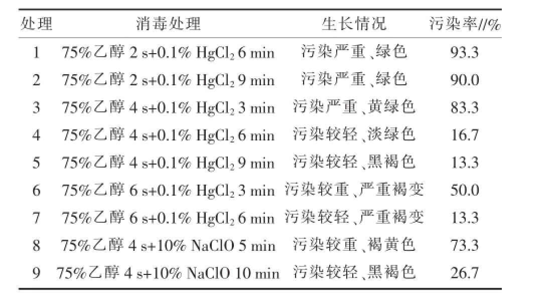 丝瓜视频在线播放室