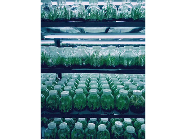 植物丝瓜视频在线播放