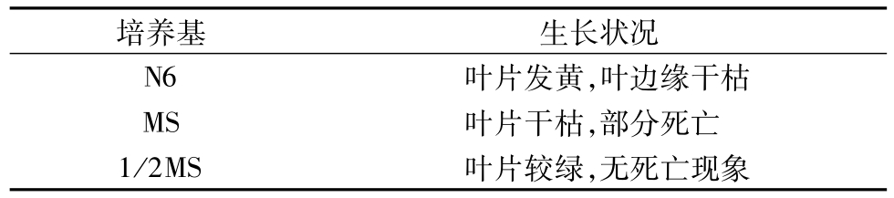 丝瓜视频在线播放架