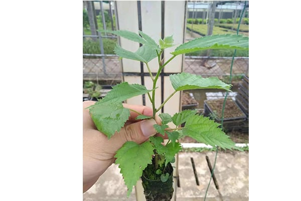 丝瓜视频在线播放