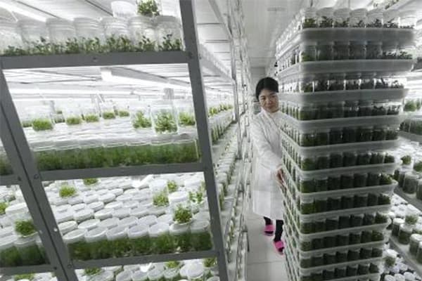植物丝瓜视频在线播放