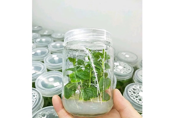 丝瓜视频在线播放設備