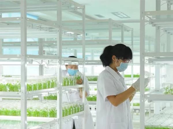 丝瓜视频在线播放
