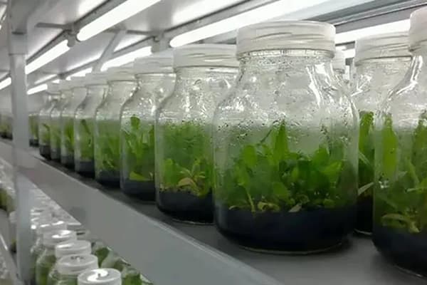 丝瓜视频在线播放設備