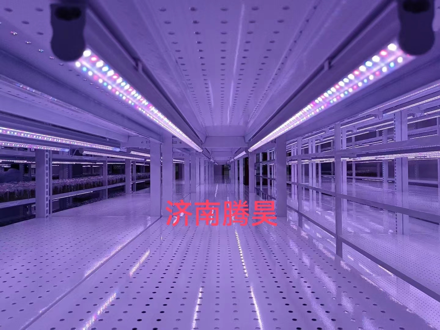 丝瓜视频在线播放架，培養架，光照培養架，丝瓜视频在线播放室設計，丝瓜视频在线播放室無菌淨化